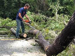 How Our Tree Care Process Works  in  Inverness, IL