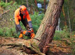 Inverness, IL Tree Services Company