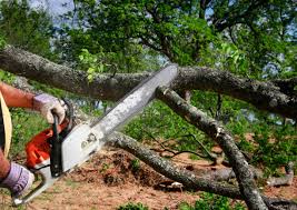 How Our Tree Care Process Works  in  Inverness, IL